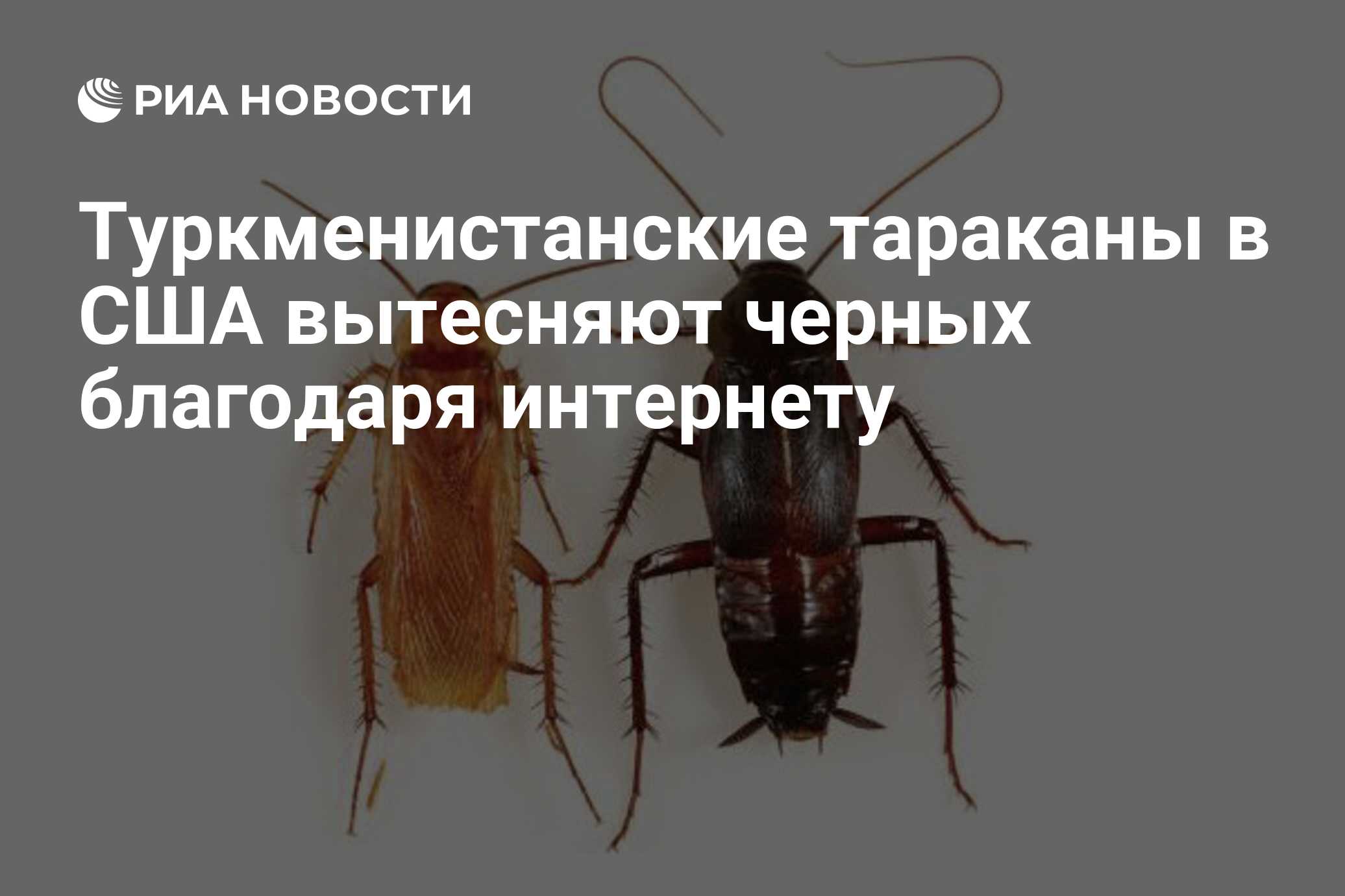 Туркменистанские тараканы в США вытесняют черных благодаря интернету - РИА  Новости, 09.12.2013