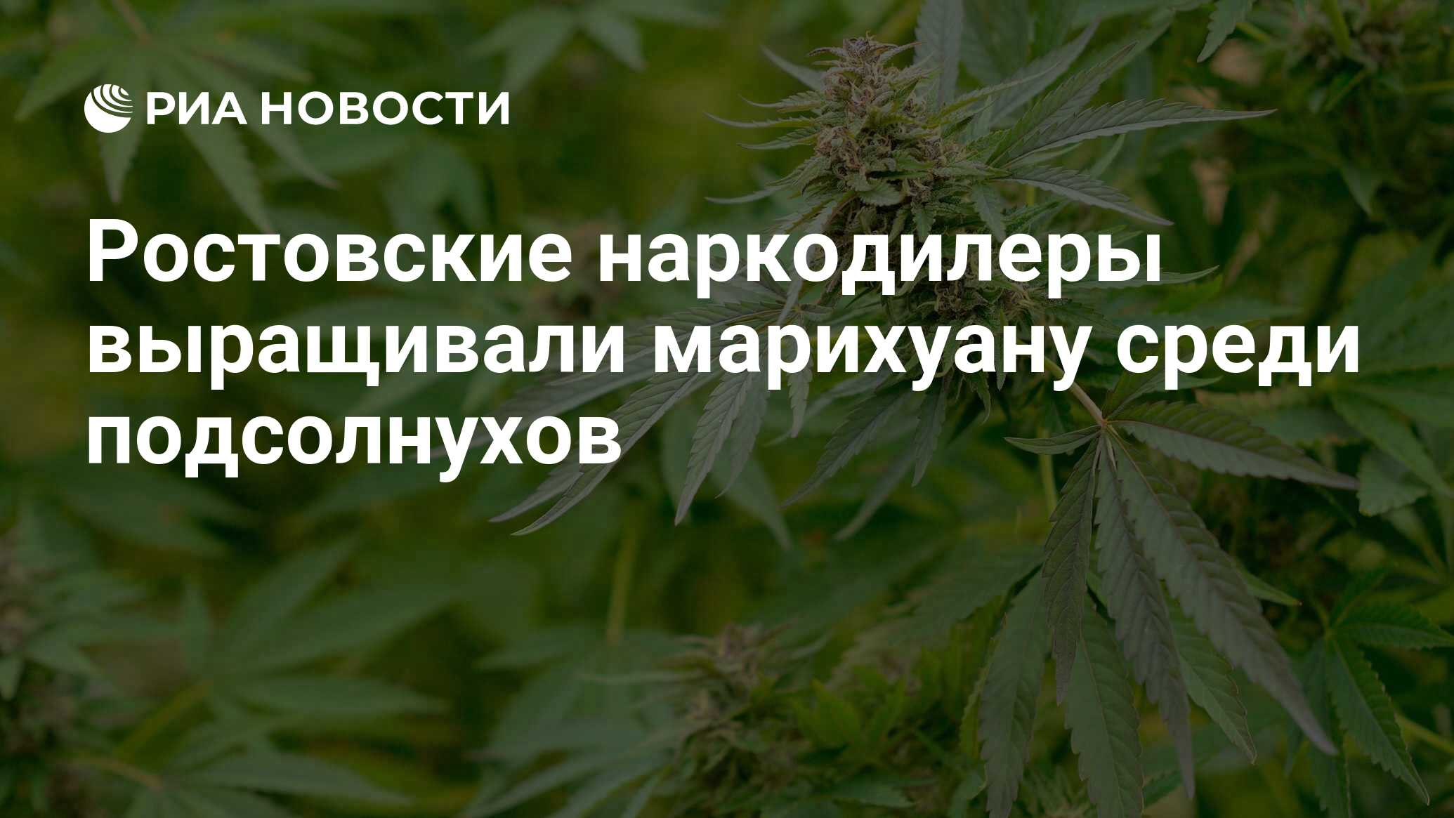 Ростовская марихуана даркнет как искать