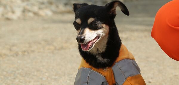 Бригадир-терьер: пес стал талисманом команды строителей