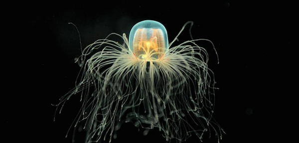 Секрет бессмертия: медуза, которая может жить вечно